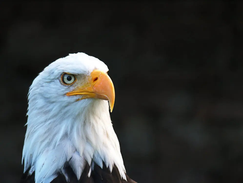 4-Reasons-the-Mighty-Bald-Eagle-is-the-Perfect-Emblem-for-the-U.S. Federal Flags, LLC